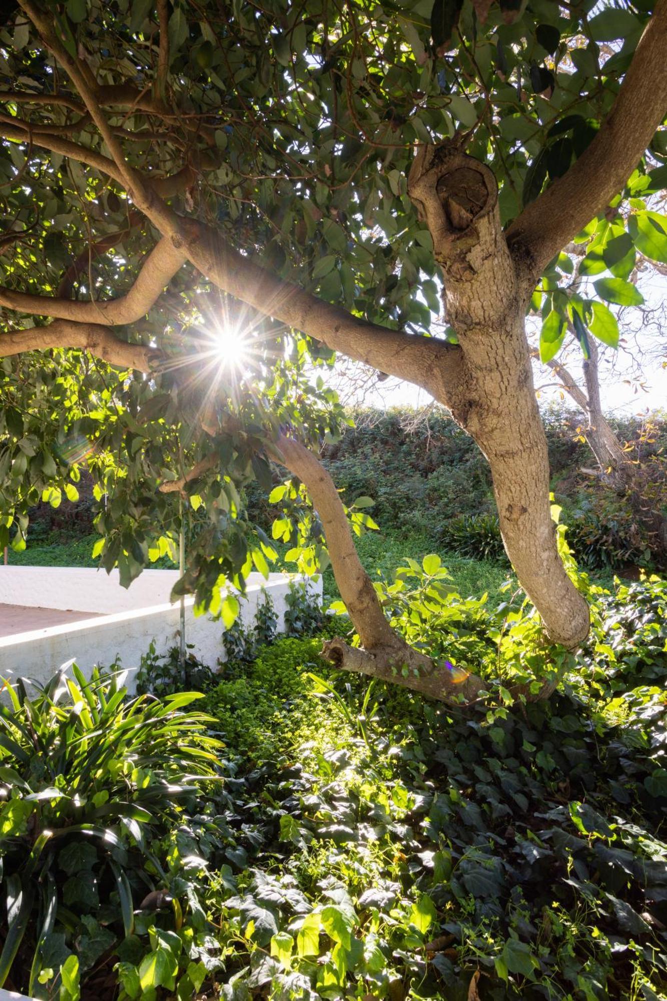Lightbooking Casa De Campo Ortigal Tenerife La Esperanza  Eksteriør billede